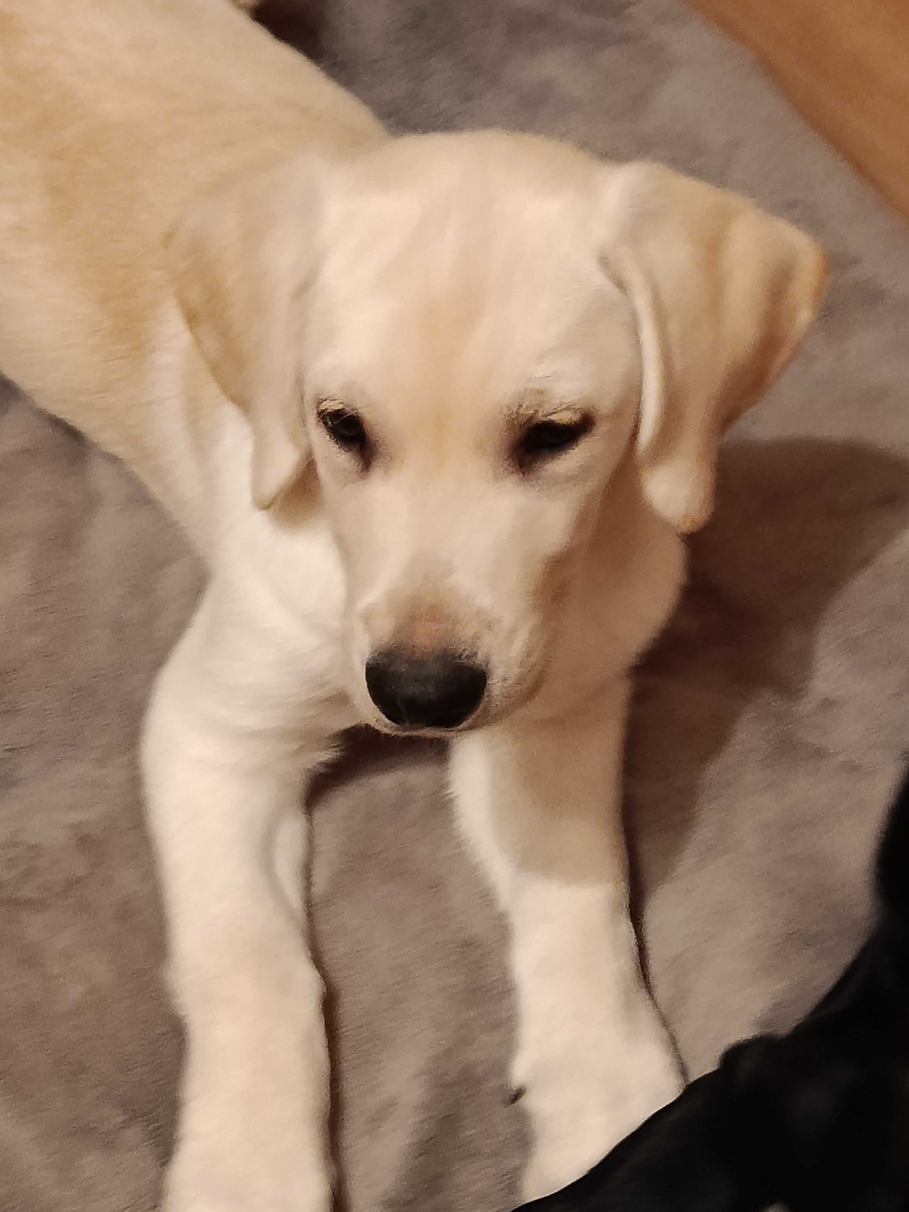 Biały Labrador – Wspaniały Chłopiec Szuka Domu