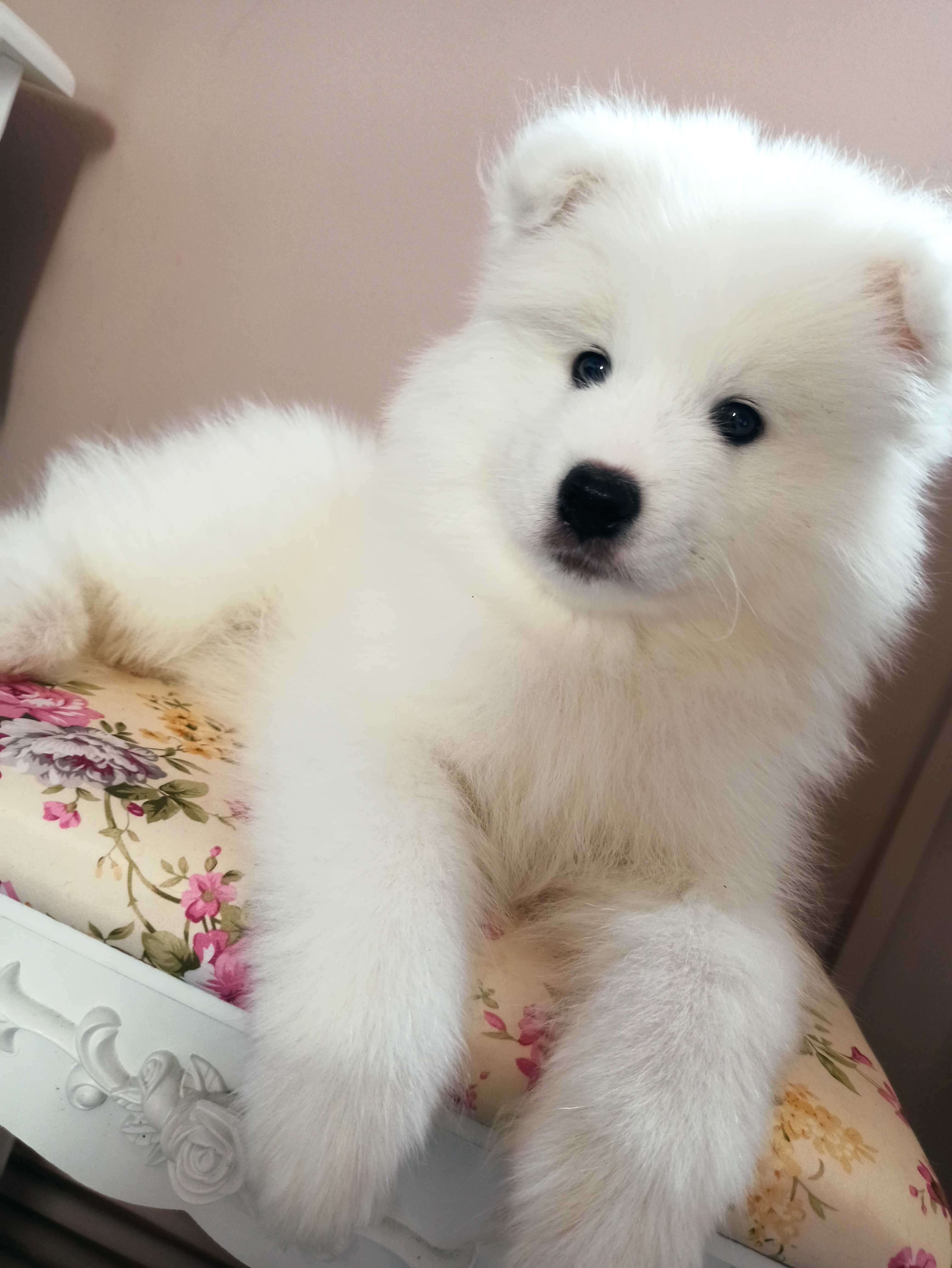 Samoyed*szczenię*