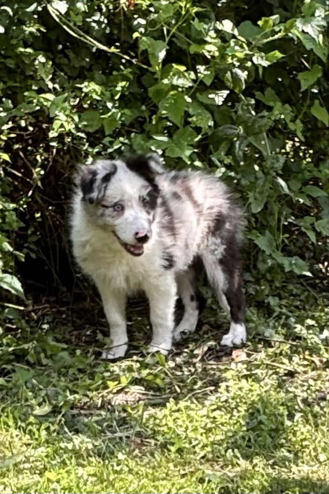 Border collie- suczka blue-merle