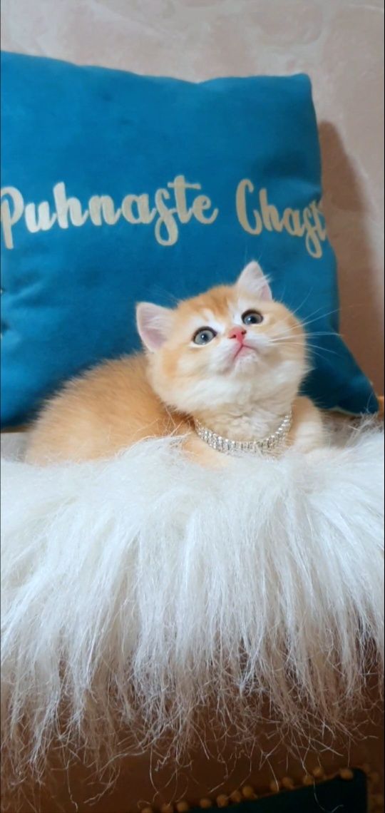 Золотий завуальований шиншила