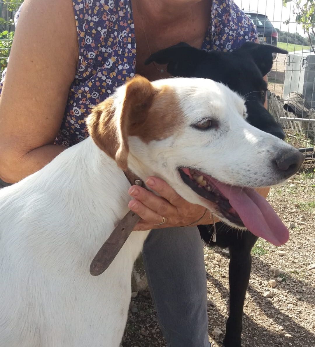 Cão para adotar responsavelmente