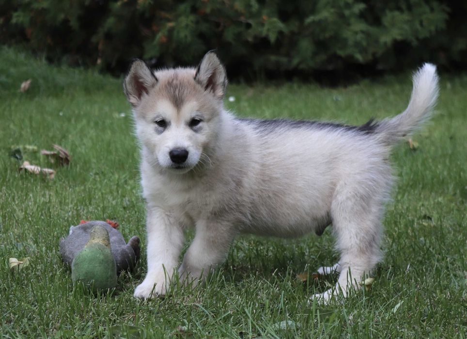 Alaskan Malamute piesek szczeniak NANU