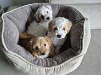 Maltipoo  piesek