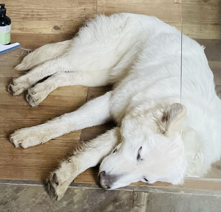 Zaginiona zagineła suczka biała owczarka szwajcarskiego