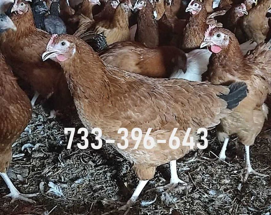 Kury Nioski Lohmann Brown Sandy Rosa Leghorn Dominant Greenshell