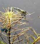 Krewetki Neocardina