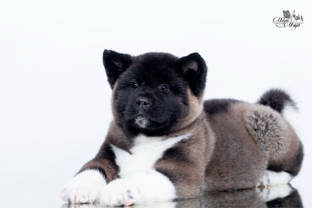 Американскька акіта/ американская акита / american akita