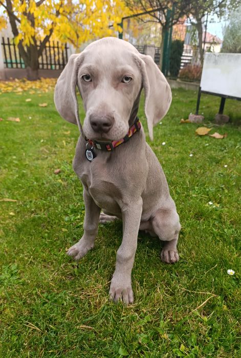 Wyżeł weimarski szczeniak suczka