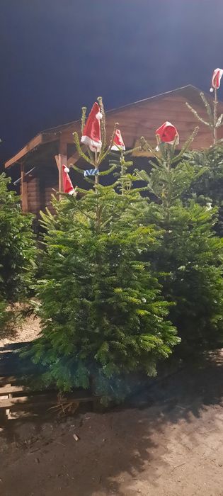 Choinki jodła kaukaska