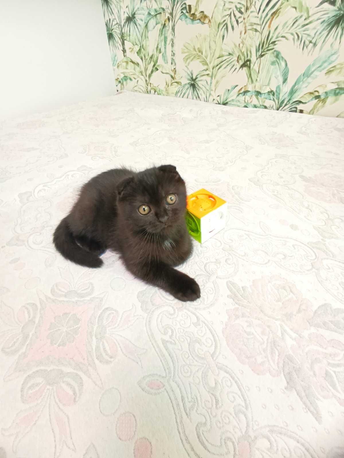 Котик висловухий шотландець. Тройний залом вушок.