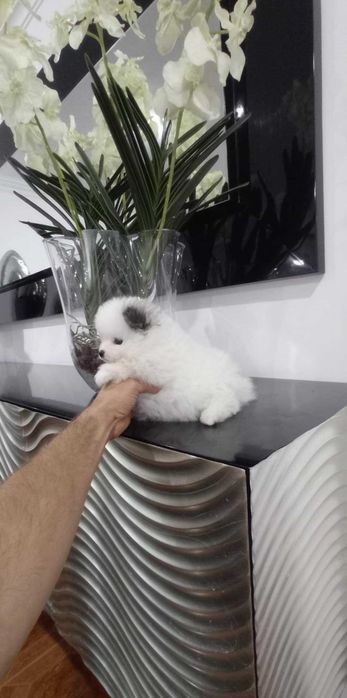 Spitz Alemão Anão/Lulu da Pomerânia FEMEA BRANCA e PRETA  LOP e AFIXO