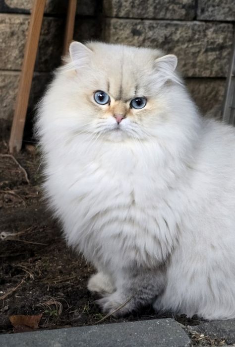 BLACK FRIDAY  30% Młody kocurek brytyjski dlugowlosy