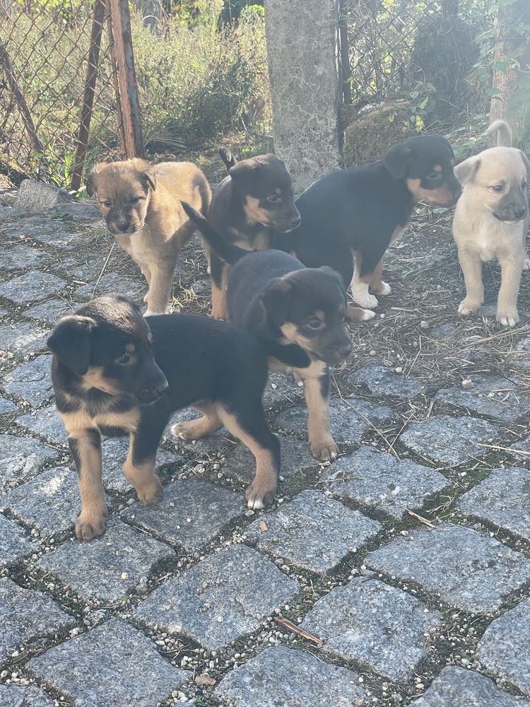 Cachorrinhos para adoção