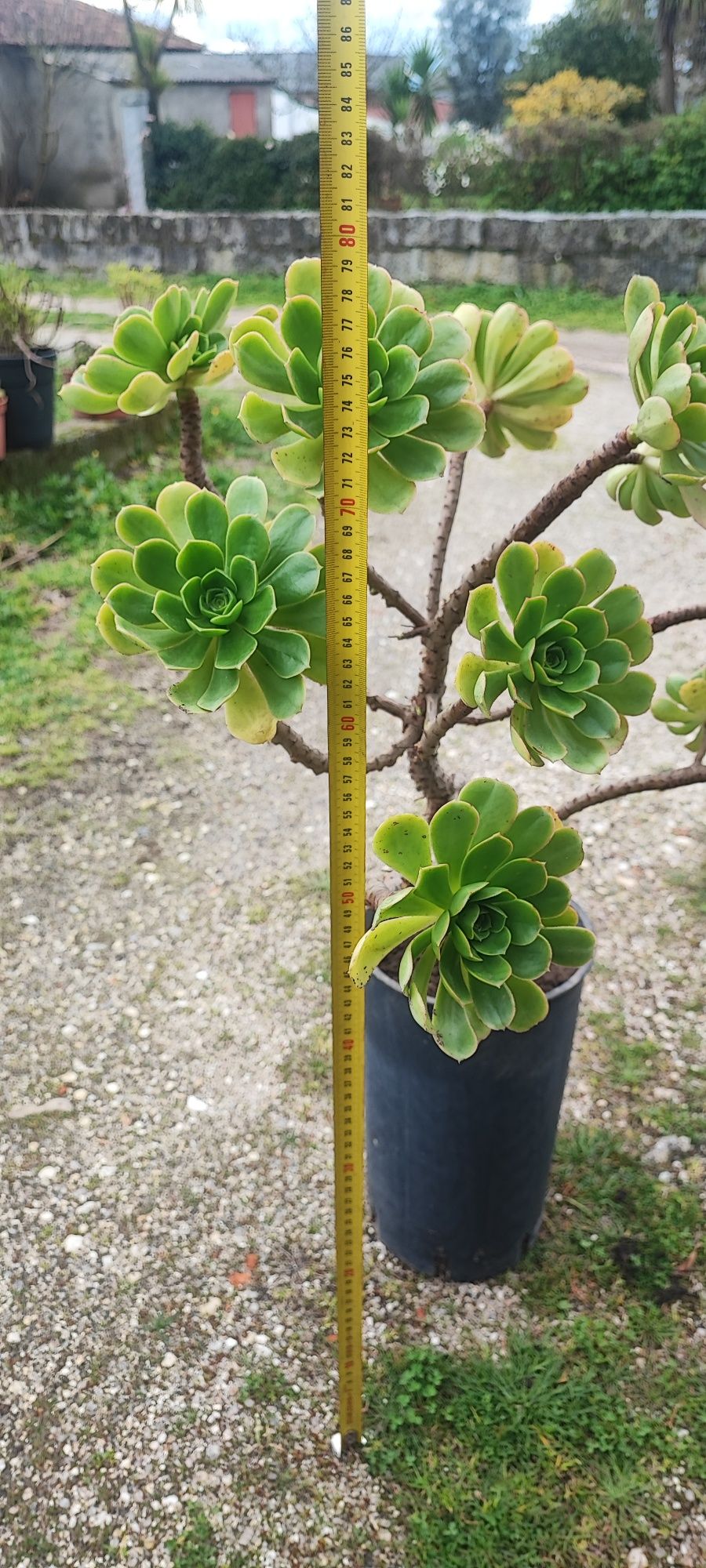 Planta suculenta