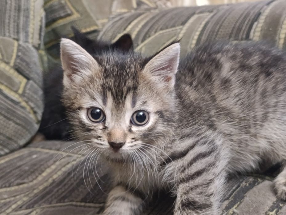 Котенок мальчик, полтора месяца