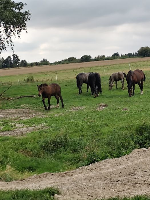 Sprzedam źrebòwke i ogierka