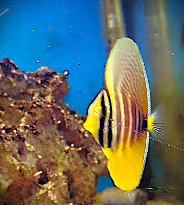 Zebrasoma veliferum. Morskie