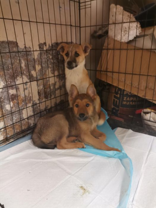 Szczeniaki szukają domu