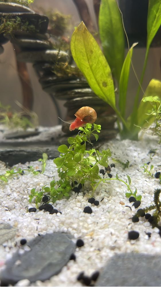 Caracóis de aquário