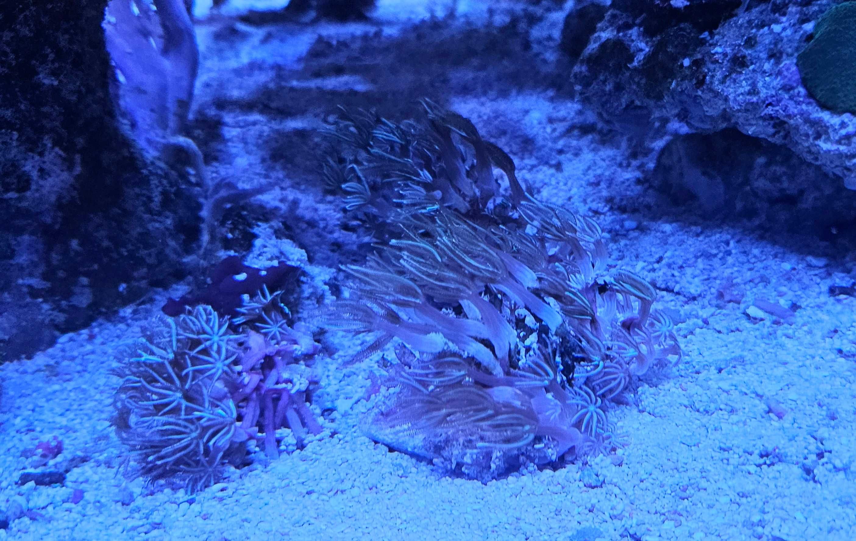 Tubipora musica .