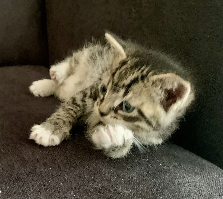 Trzy niebieskookie kocurki, na kolanka, do ciepłego domu z ogrodem.