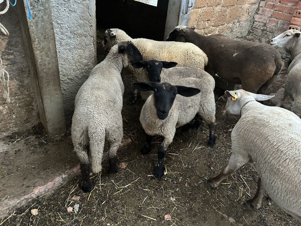 Buregas animais de quinta