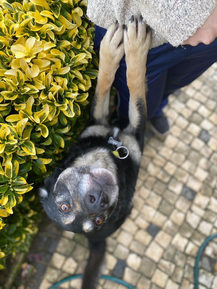 PIRATA - cão para adoçao responsavel