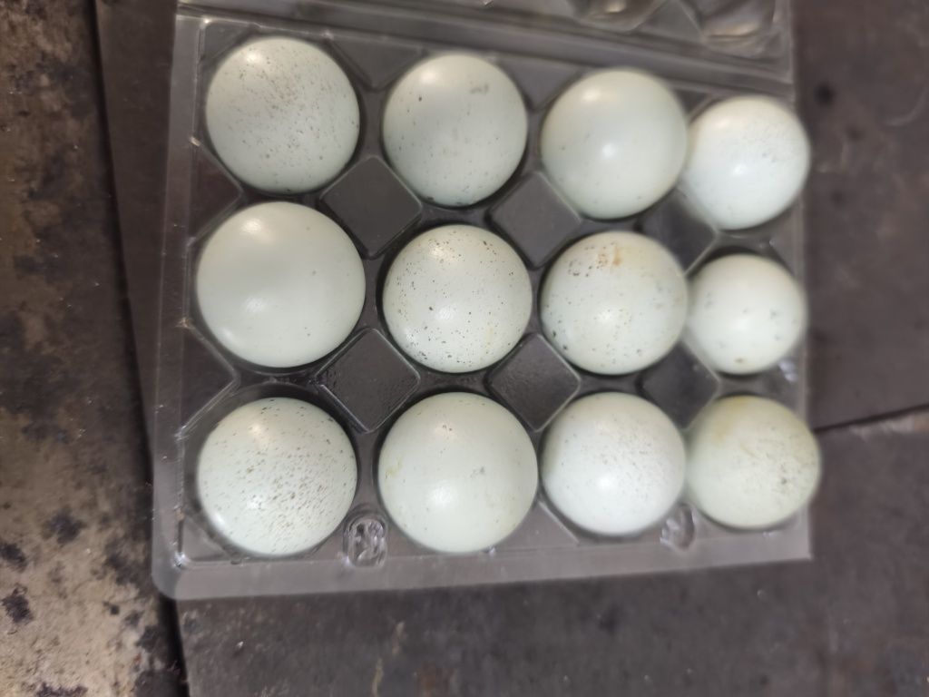 Ovos de codorniz azuis