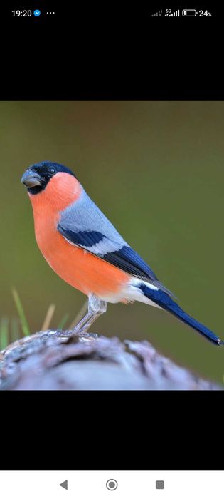 Pássaros de fauna europeia criados em ambientes naturais