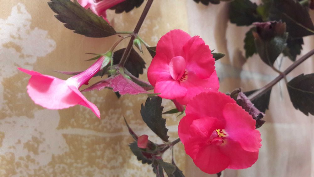 Ахіменес різоми кімнатні квіти