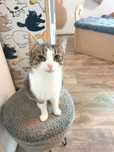 Gustaw, cudowny kotek do adopcji