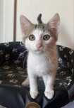 Kotek 3 miesięczny do adopcji