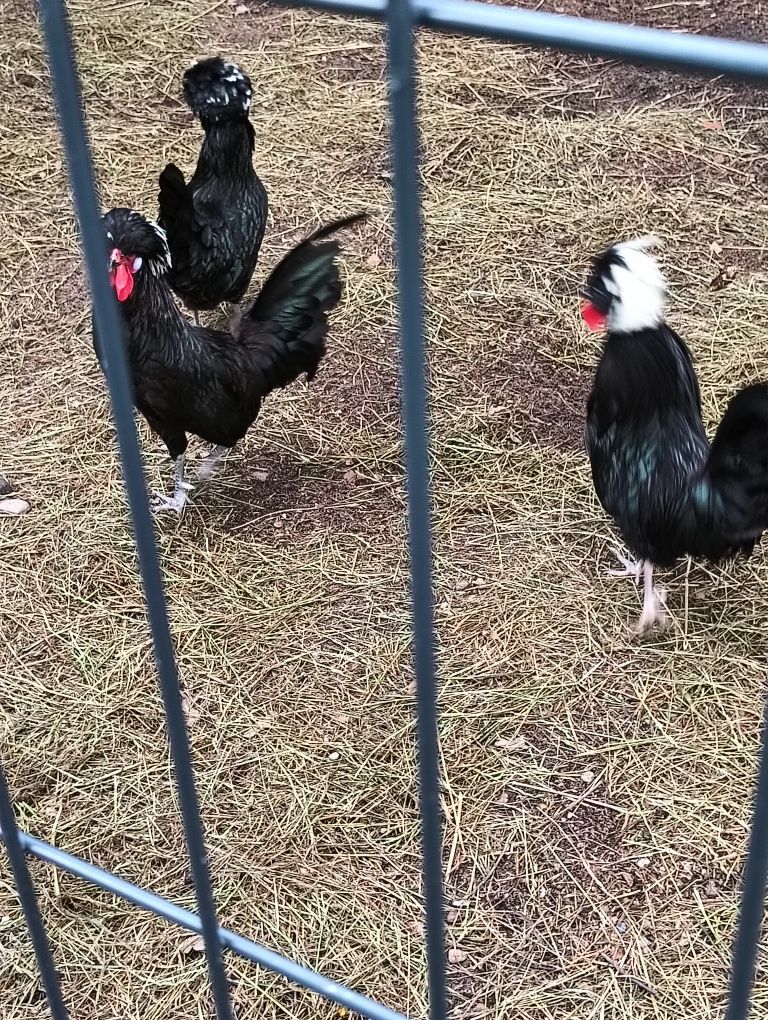 Jajka lęgowe kur brakla srebrna