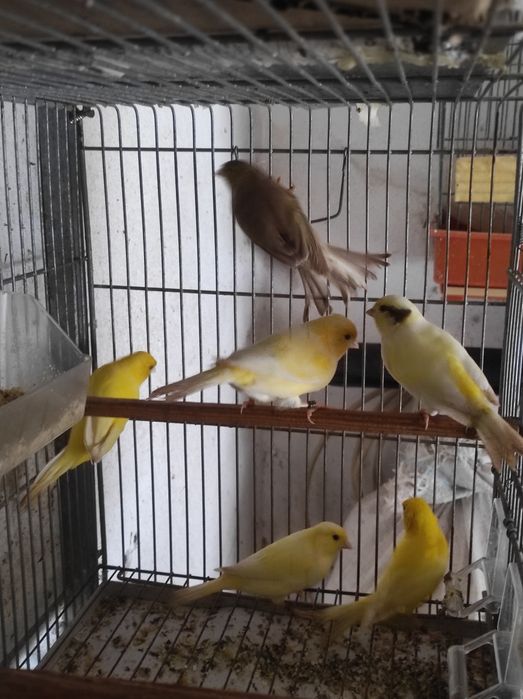 Canários viárias raças