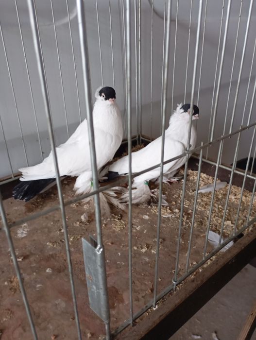 Krymki białostockie