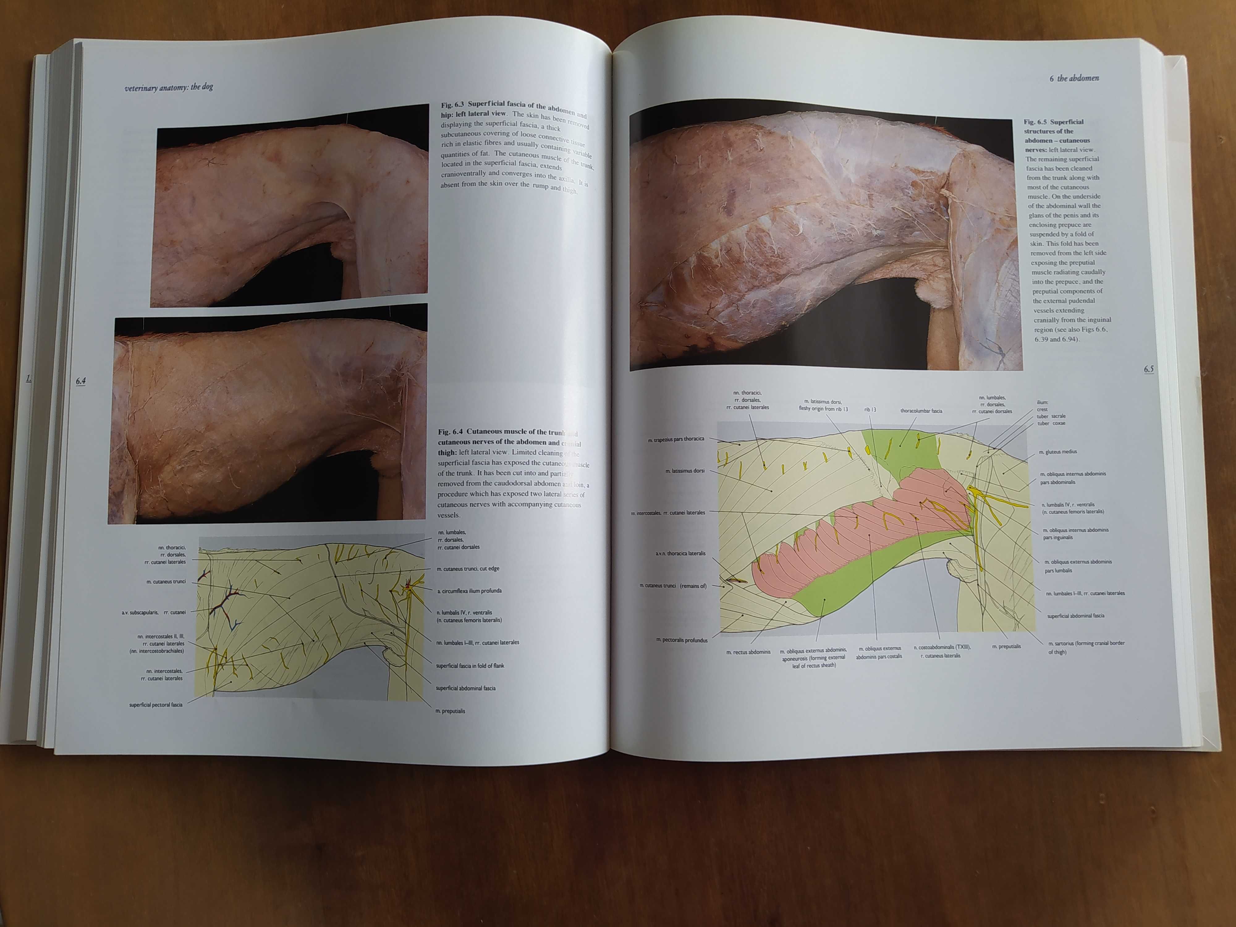 Color atlas of veterinary anatomy, dog, cat, Mosby, anatomia