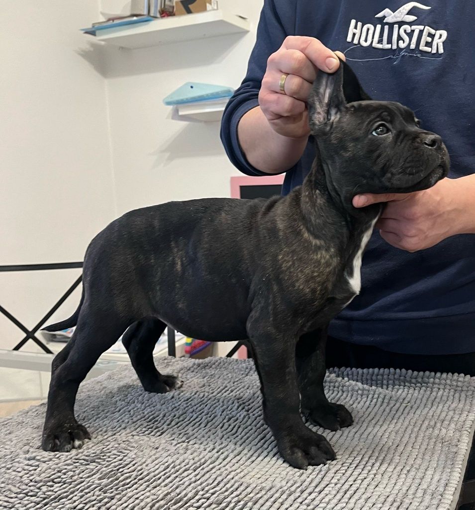 Cane Corso mocny Pies
