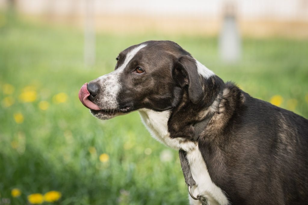 Rambo mix Border Collie z TTB do domu w spokojnej okolicy do adopcji!