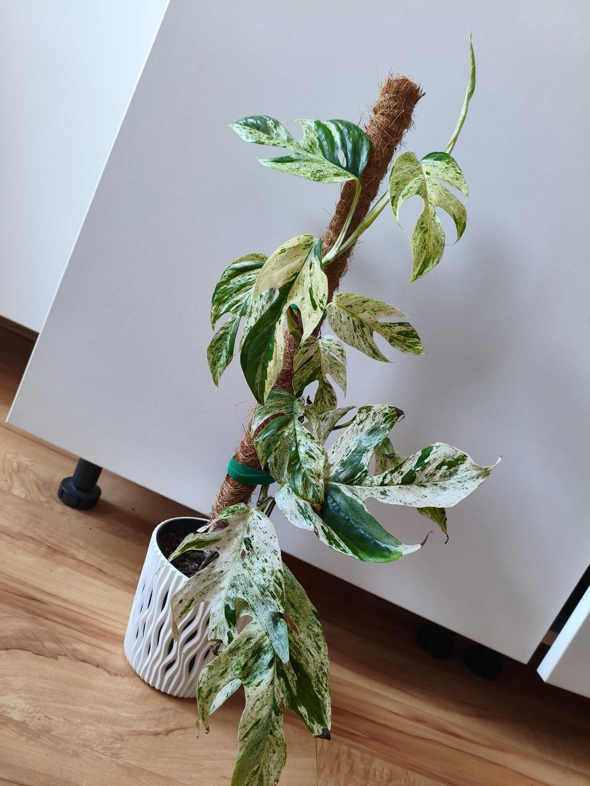 Epipremnum pinnatum marble variagata