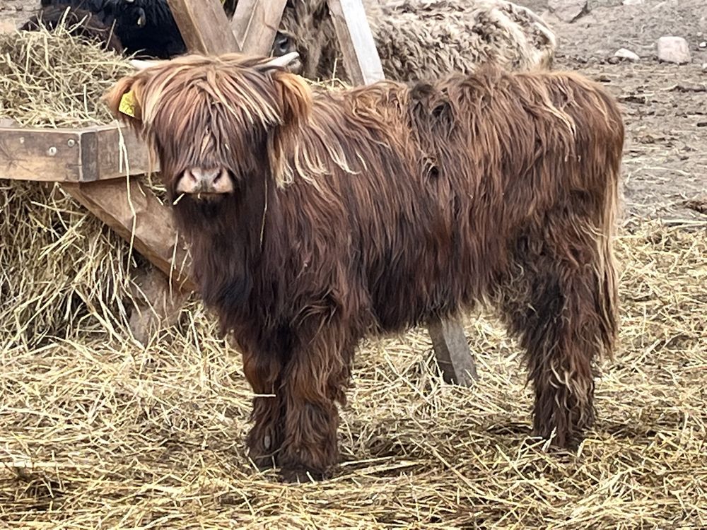 Szkockie  jałówki  byczki Highland Cattle Transport