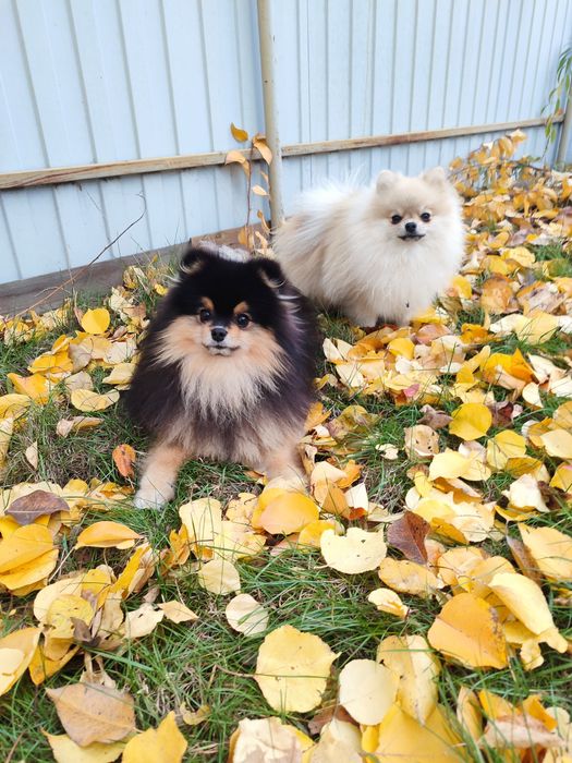 Shpitz Pomeranian and mini
