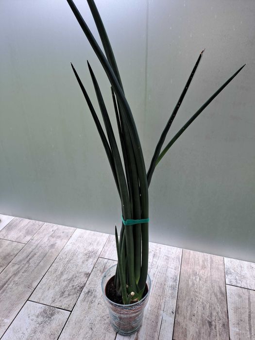 Sansewieria walcowata