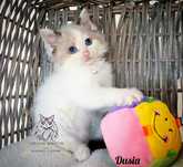 Ragdoll FPL kotka/badania genetyczne