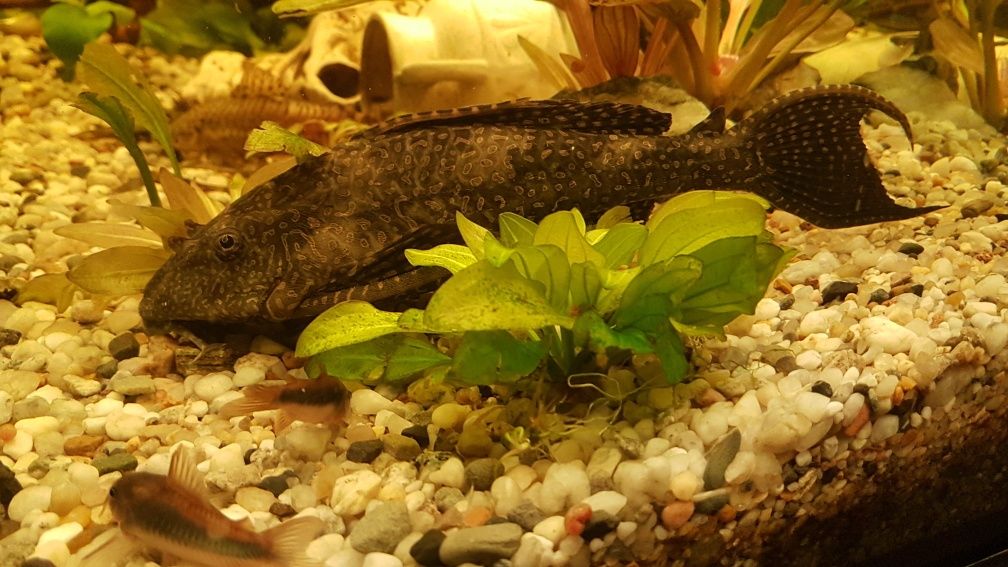 Plecostomus albinos i gibiceps