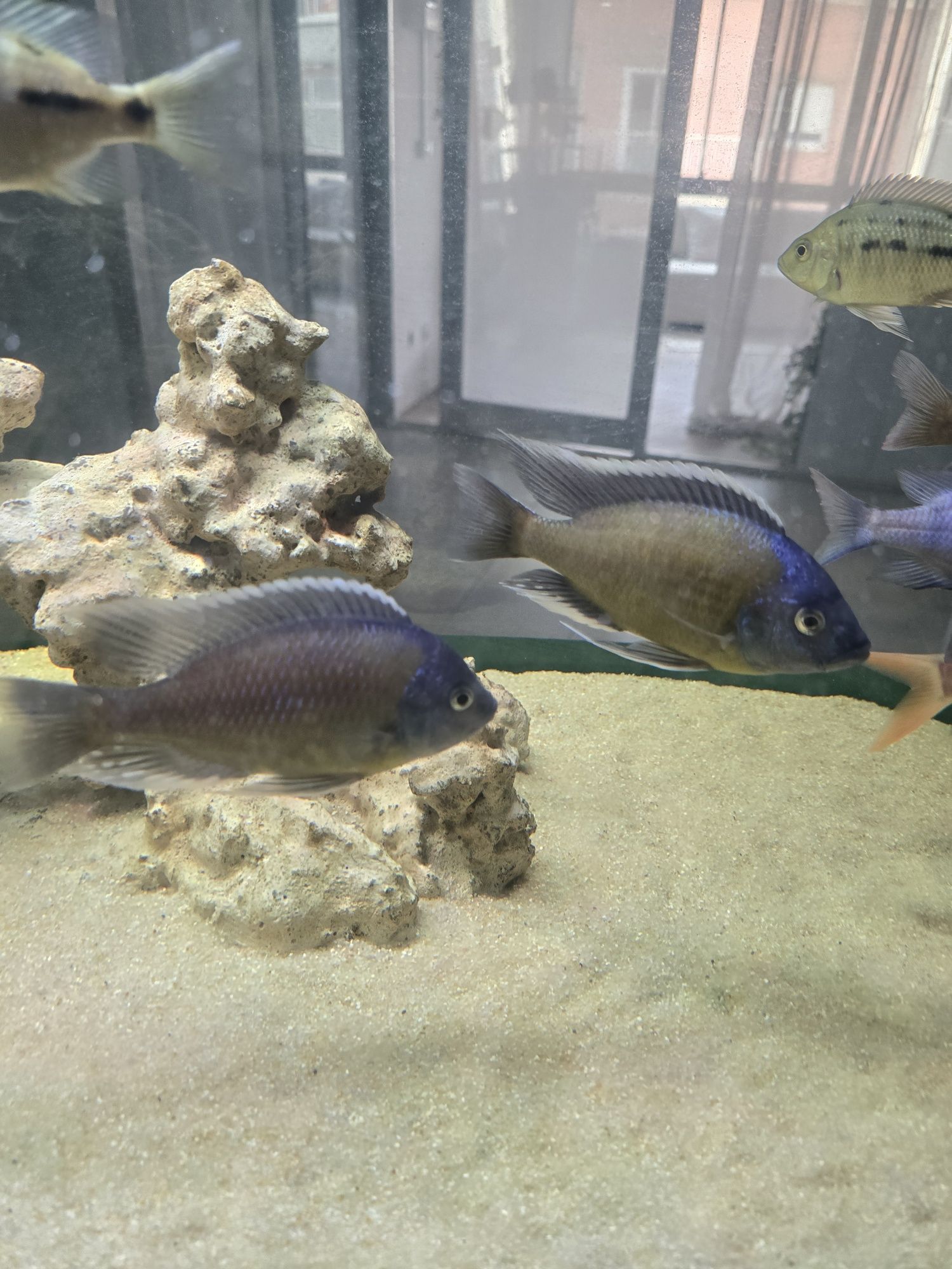 Copadichromis borleyi