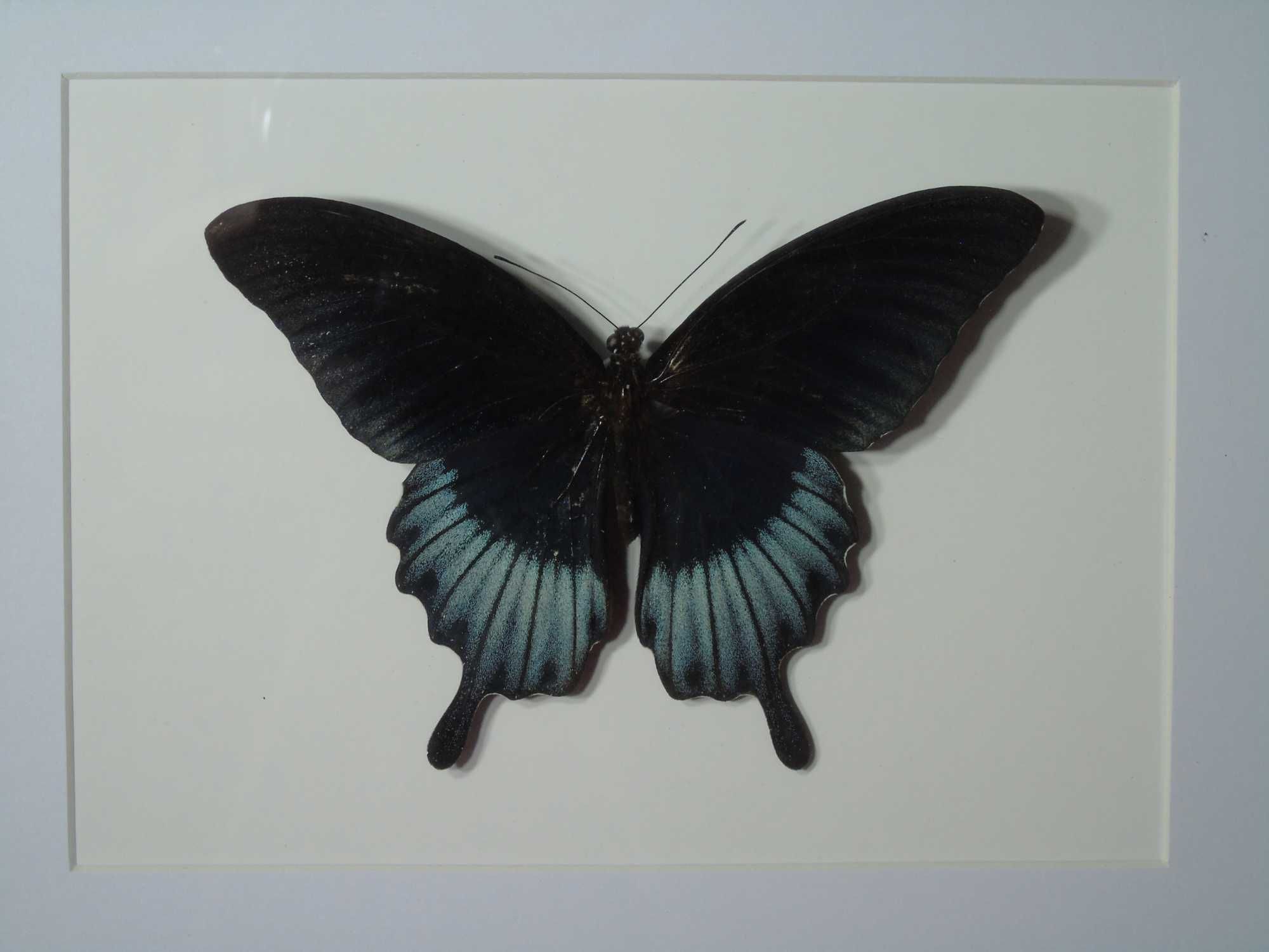 Motyl w ramce / gablotce 27 x 22 cm . Papilio memnon - 130 mm