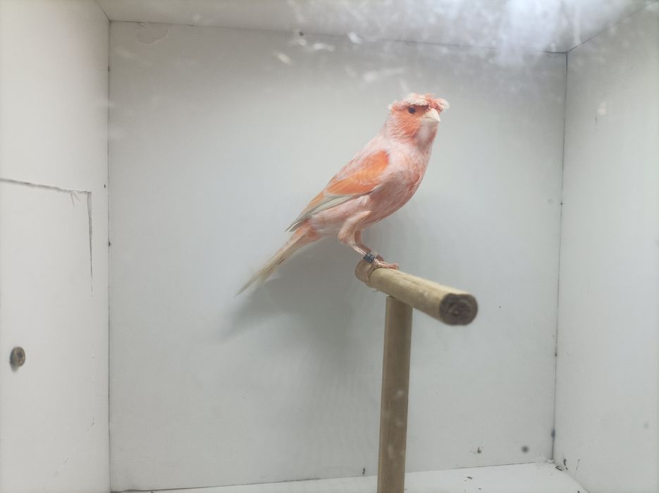 Arlequim Português  Machos