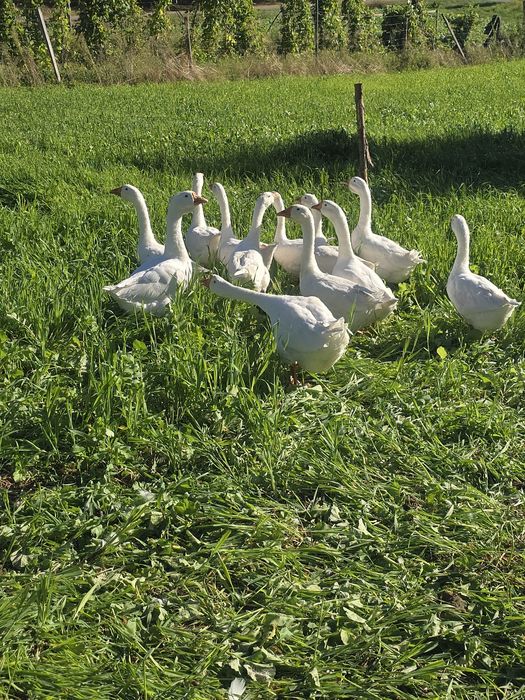 Gęsi Białe tegoroczne
