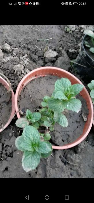 Mięta ogrodowa 2 sadzonki