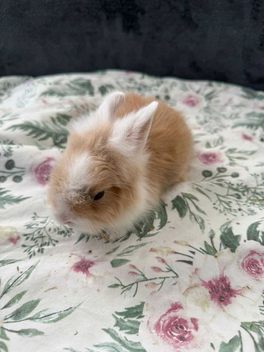 Króliczki karzełek ,teddy mini
